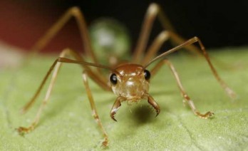 ​As formigas são tão eficazes como pesticidas