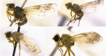 Identificadas três novas espécies de mosca da fruta