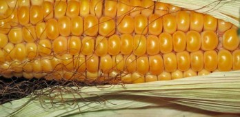 Pesquisa da UE confirma: milho transgénico é seguro para alimentação