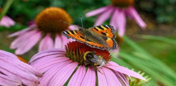 Diminuição do número de abelhas e borboletas coloca agricultura mundial em risco