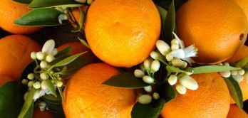 Estudo antecipa o impacto das alterações climáticas nos citrinos
