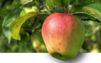 Aplicação de cálcio nas macieiras