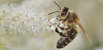 As abelhas são responsáveis por 70% da polinização dos vegetais consumidos no mundo.