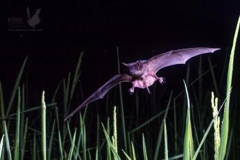 Morcego da espécie Mormopterus jugularis em voo sobre campos de arroz em Madagáscar. Fotografia de Adrià López-Baucells.
