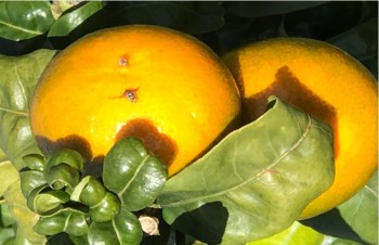 Mosca do mediterrâneo (Ceratitis capitata Wiedemann) a efetuar posturas em laranja