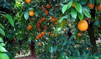 A laranja do Algarve apresenta grande qualidade
