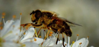 As abelhas preferem néctar com pesticidas