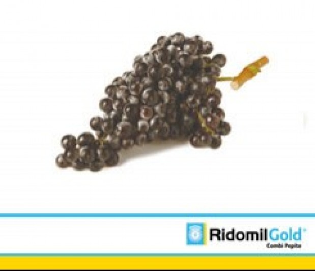 RIDOMIL GOLD COMBI PEPITE