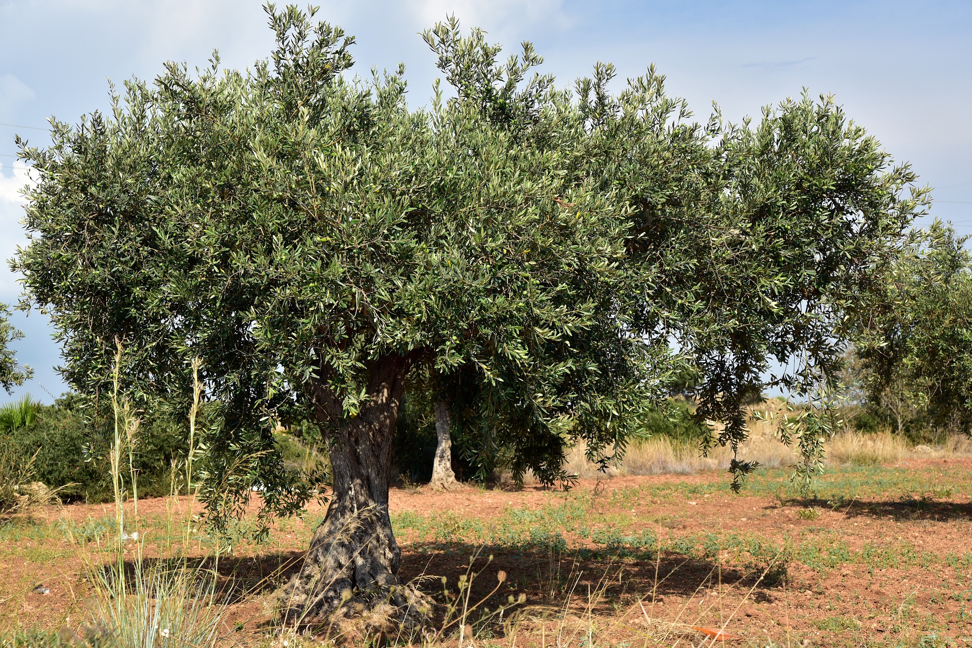 Ciência procura cura para oliveiras que estão a morrer - Agrozapp