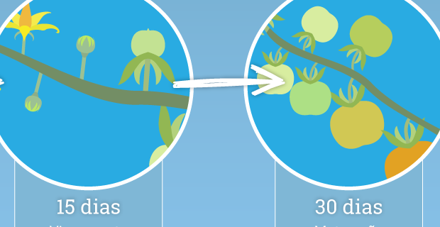 Estados Fenológicos - Tomateiro